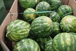 Arșița face prăpăd în Bihor: fermierii rămân fără lubenițe și legume cu săptămâni mai devreme/ Călin Negruț, producător: „Vor rămâne în câmp și 10 tone de lubeniță la hectar. Nici măcar n-o să le culeg”