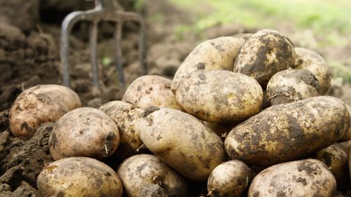 Festivalul cartofului, organizat sâmbătă în Covasna, în cadrul Festivalului „Sokadalom”