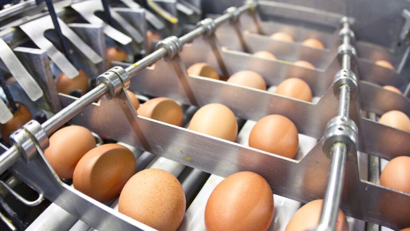 Un mare producător de ouă din SUA concediază sute de persoane din cauza gripei aviare