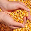 Argentina, exporturi record de porumb / Războiul și seceta schimbă rutele cerealelor