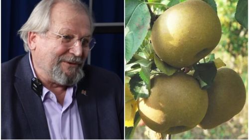 VIDEO | Fructele potrivite pentru copiii care nu au voie să mănânce zahăr / Marian Timofti: Pentru ei este recomandat mărul Renet, cunoscut și ca „mărul diabeticilor”