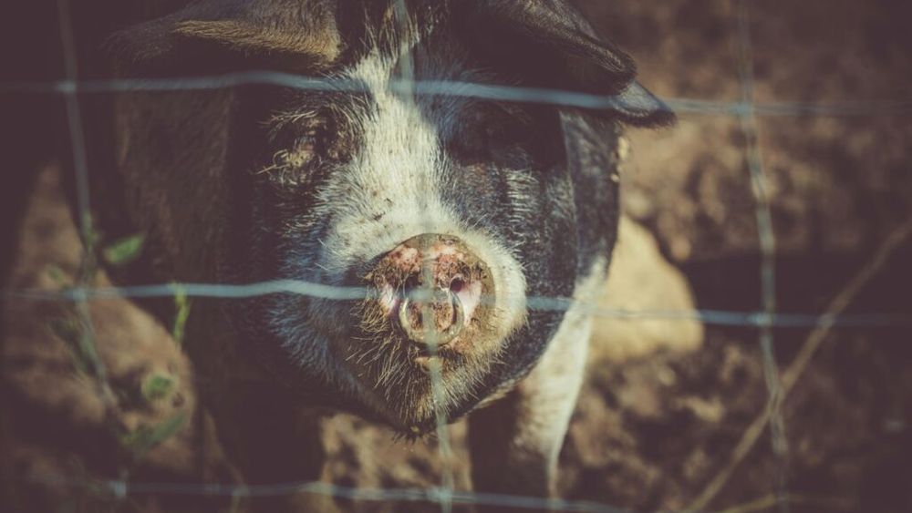Guvernul a prelungit termenul de înscriere în programul de susţinere a crescătorilor de porci din rasele Bazna şi Mangaliţa