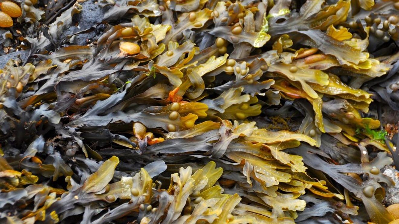 Algele marine, un ajutor pentru inimă și intestin. Fermele de alge contribuie la reabilitarea mediului, pentru că absorb dioxid de carbon