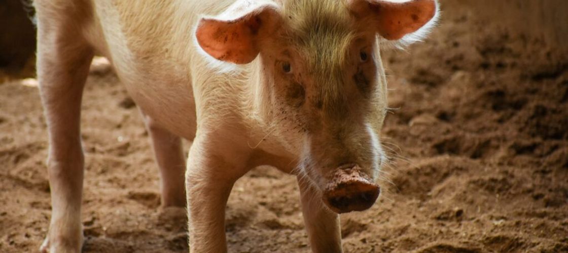 Efectivele de porcine din România au crescut cu 11,6% într-un an. Și efectivul matcă este în creștere, conform INS