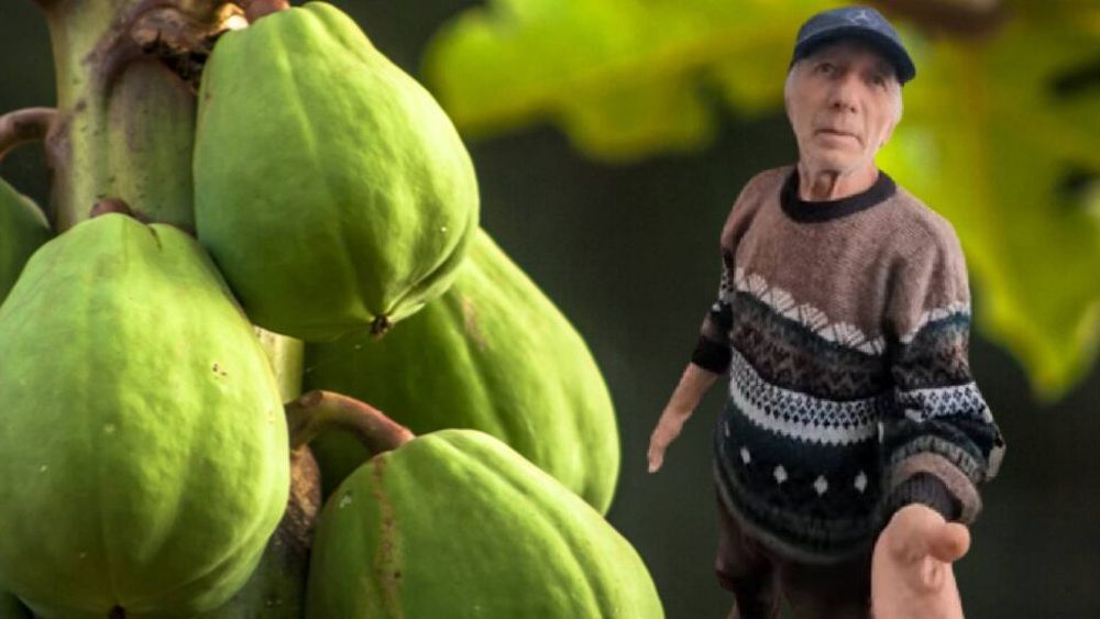 VIDEO | Sera exotică din Cetatea Alba Carolina: Cum reușește Nea Nelu să crească banane și papaya în plină iarnă, din pură pasiune