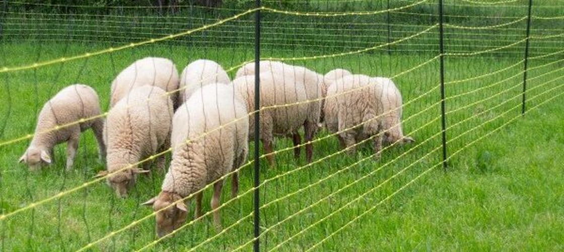 Fermierii și primarii din Alba cer de urgență reducerea numărului de urși, lupi și șacali, după atacuri repetate asupra șeptelului