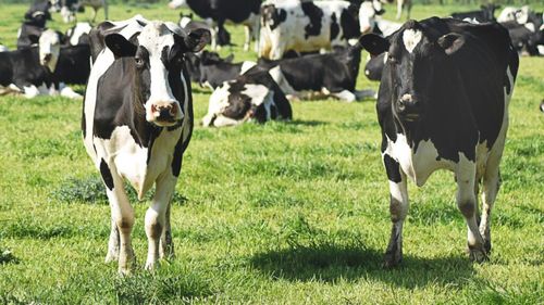 Florinel Bîrcă, Agenția Națională de Zootehnie: Următorul pas pentru România în domeniul zootehniei ar trebui să însemne reaşezarea ţării noastre pe piaţa genetică