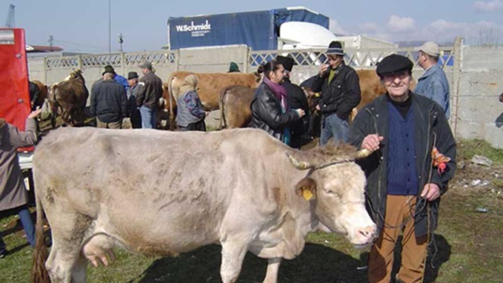 Se redeschide Târgul de animale din Ocna Șugatag, Maramureș, după mai mulți ani de pauză / Tradițiile rurale revin la viață