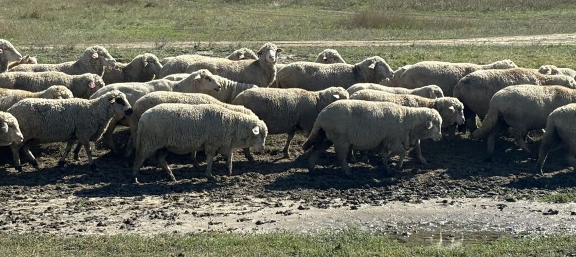 Produsele animale s-au scumpit cu peste 12%/ Cele mai mari creșteri sunt la carnea de ovine +34,6% și ouăle de găină +24%