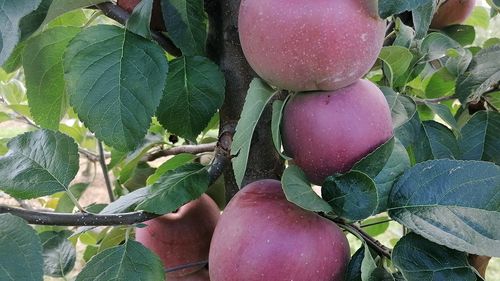 2021, declarat oficial Anul Internațional al Fructelor și Legumelor