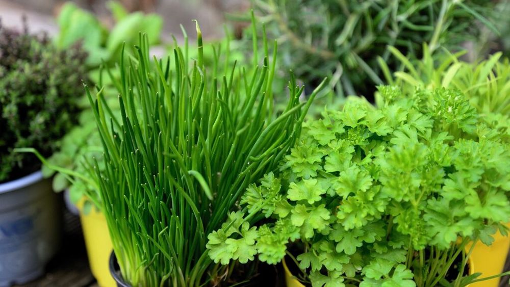 Ierburile aromatice și medicinale, un sector în creștere rapidă. Dar se riscă o criză de supraproducție mondială de lavandă