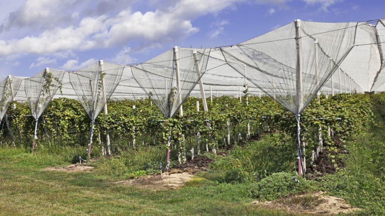 Oprirea sistemului antigrindină prezintă un risc major pentru culturile nerecoltate, susține directorul UCCG Moldova II