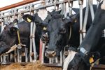 Cât costă o junincă Holstein cu pedigree, în Irlanda/ Încrederea în sectorul laptelui este cea care susține piața