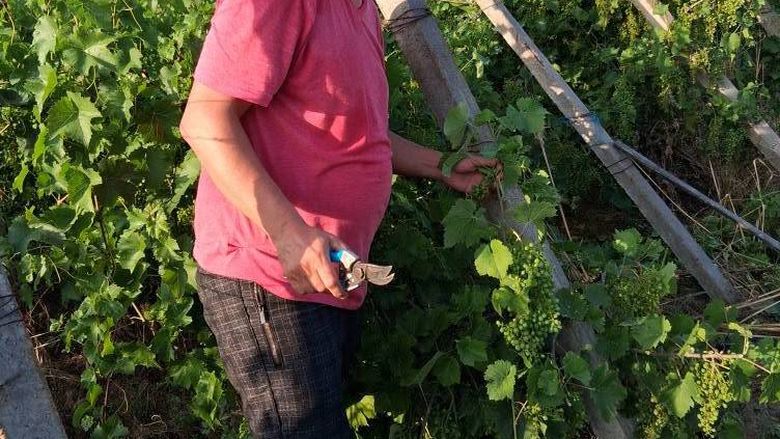 Sergiu Gorjan, secretar științific al Stațiunii de Cercetare pentru Viticultură Drăgăşani: Putregaiul negru amenință producția de struguri. În trei săptămâni vom avea și primii ciorchini