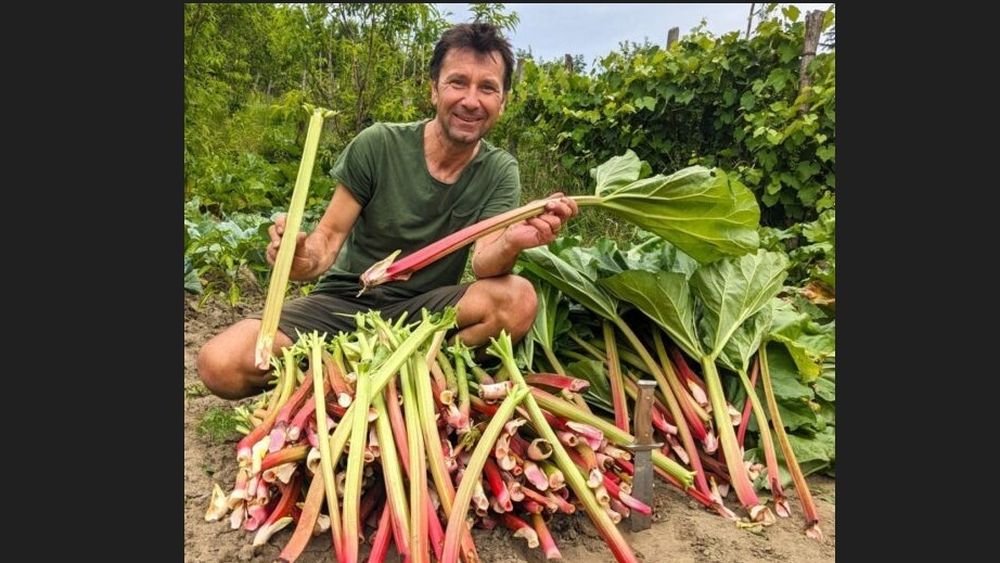 VIDEO | Cum a ajuns rubarba în chipsuri și deserturi regale, dar și soluție software de tip ERP / Mircea Muntean: „Rubarba românească conține cu 50% mai multe antrachinone decât soiul german. Probabil pentru că nu a fost niciodată tratată chimic”