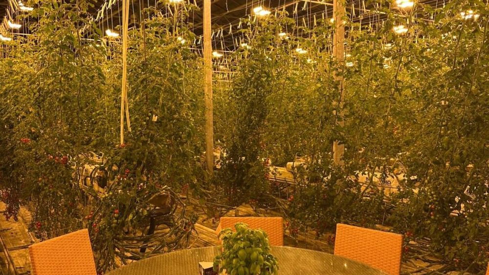 FOTO - VIDEO | Restaurant deschis într-o seră de roșii / Vasile Vlașin, turist: „Nu vezi risipă. Totul este gândit economic și sustenabil. Practic, vezi cum sunt culese roșiile și ajung imediat în farfurie”