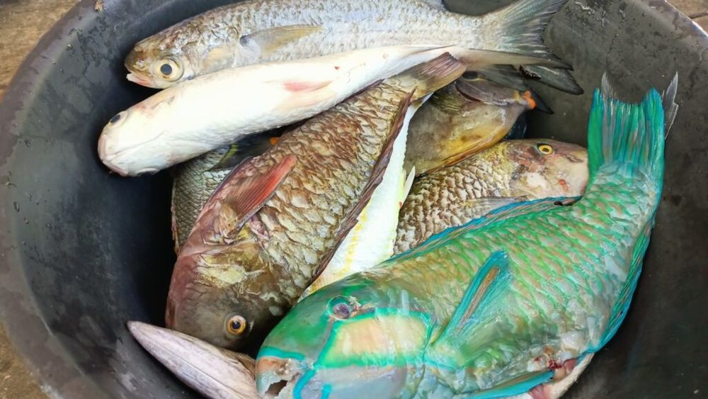 Doi bărbaţi din Bacău, prinşi când pescuiau ilegal în Siret / 50 de kilograme de pește s-au găsit asupra lor 