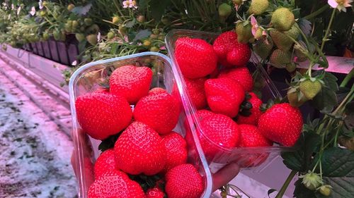 Olandezii produc căpșune în sere iluminate artificial și iau în calcul recoltarea acestora cu ajutorul roboților