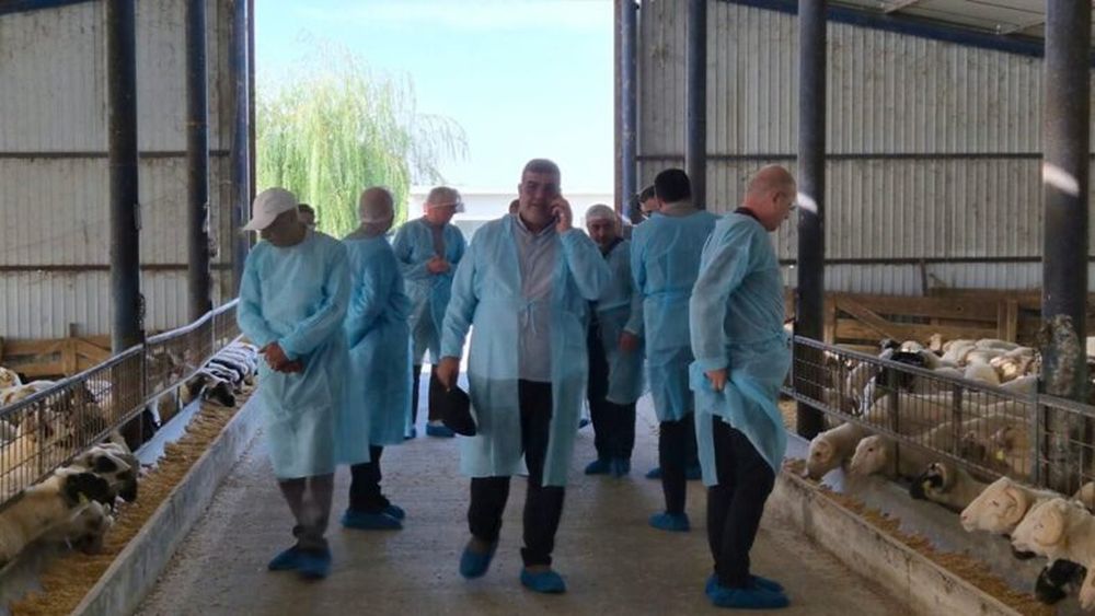 România pregătește reluarea exporturilor de ovine către Libia / ANSVSA speră ca primul transport să plece în perioada următoare