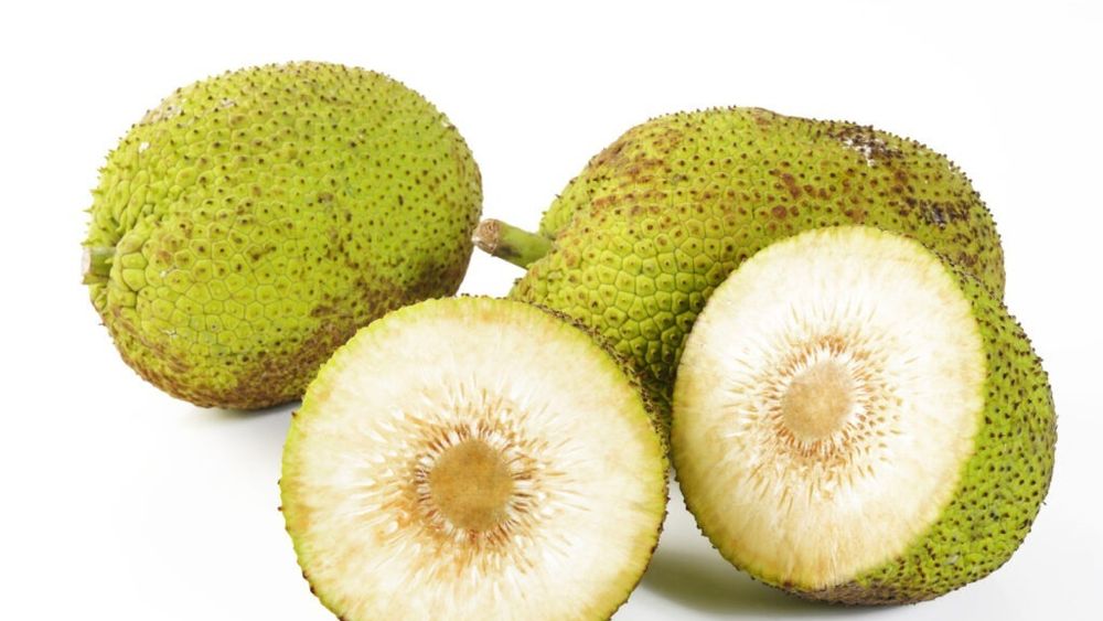 De ce este considerat breadfruit-ul un superaliment complet și sustenabil / Poate fi transformat în făină fără gluten, utilizată în rețete de pâine, prăjituri sau sosuri / Semințele sunt comestibile și pot fi prăjite sau fierte