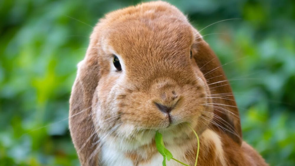 Un crescător de iepuri din Bistrița Năsăud spune cum îi răsfață: „Le plac frunzele de păpădie teribil. Roşcovele sunt un fel de ciocolată pentru ei” / Medicul veterinar oferă sfaturi pentru cei care doresc astfel de animale de companie