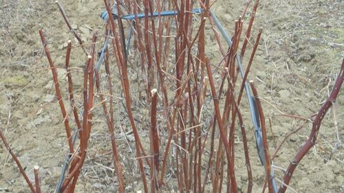 Lantulalimentar.ro în județul Dâmbovița: Chiar dacă este licențiat în arte plastice, Florin Olteanu a reușit să ajungă unul dintre cei mai mari jucători pe piața zmeurei și murelor