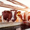 Câtă apă au nevoie animalele pe caniculă și ce trebuie să facă proprietarii când temperaturile cresc. ANSVSA: Vacile pot consuma peste 50 de litri pe zi