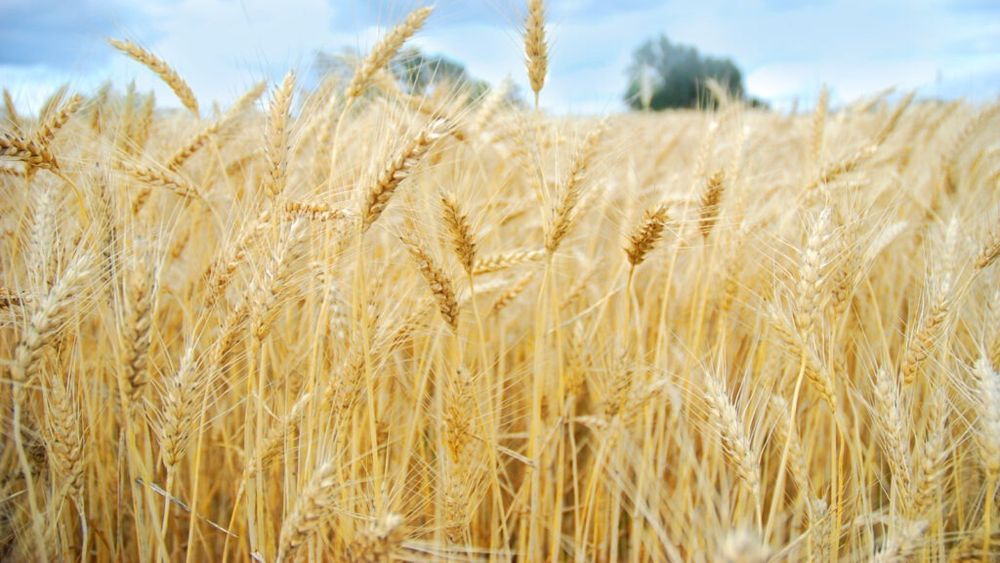 Producţia la păioase, mai bună decât cele din anii trecuţi, în județul Tulcea / Culturile de porumb şi floarea-soarelui însă au fost afectate de temperaturile crescute