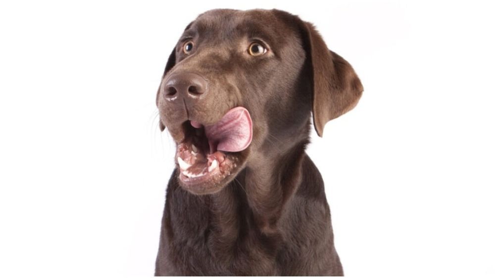 Primul tip de carne artificială aprobat în Europa va fi consumat de animalele de companie