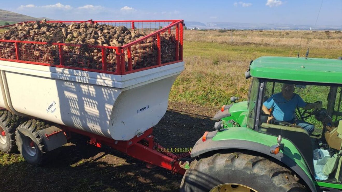 Fermierul Emil Turdean recoltează sfecla de zahăr: ”am obținut peste 85 de tone per hectar”; unde livrează producția?