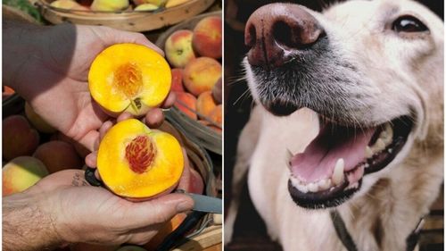 Piersicile, gustări sănătoase pentru câini: Iată ce beneficii au aceste fructe și în ce cantități pot fi ele consumate de prietenii blănoși