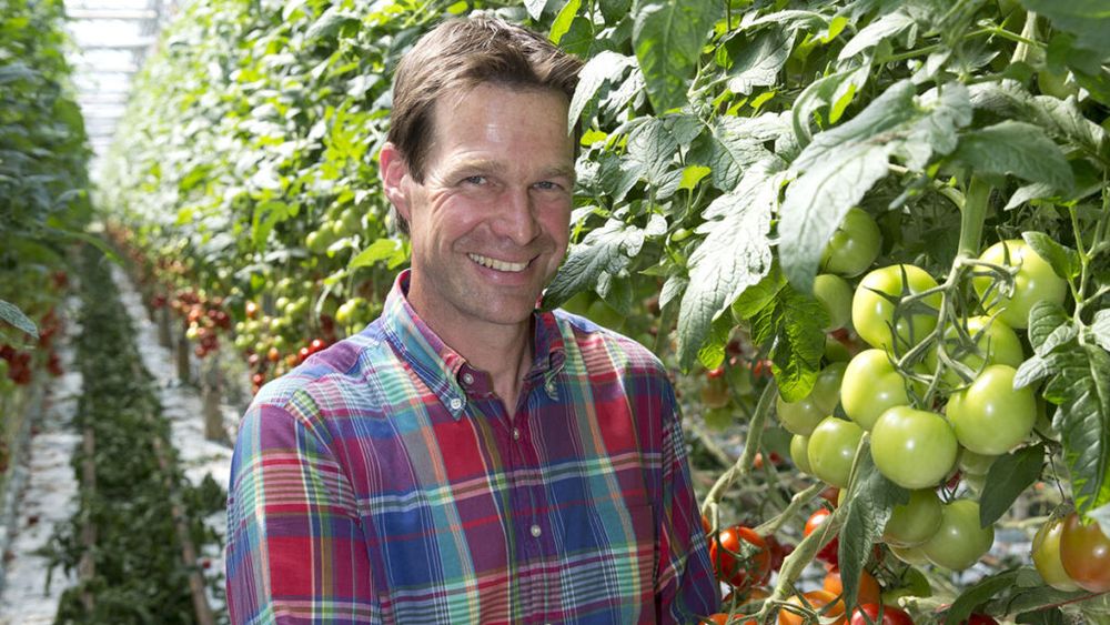 FOTO | Ce sunt roșiile „beefsteak” și de ce sunt considerate tomate „premium” / Fermier din Germania: „Am decis să le producem la solicitarea mai multor magazine alimentare independente”