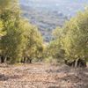 Măslinul milenar din Italia care încă produce sute de kilograme de măsline. Povestea „Gigantului din Corato”