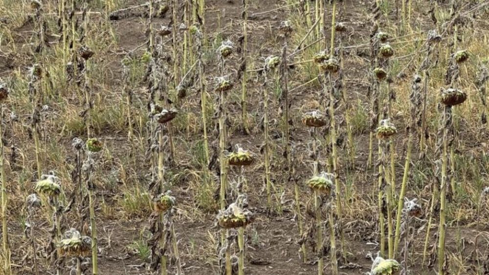 Stimulent financiar pentru fermieri: Sesiune deschisă pentru submăsura 17.1 „Prime de asigurare a culturilor, a animalelor și a plantelor”/Statul acoperă 70% din prețul asigurării