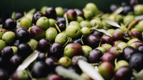 Câte măsline sunt necesare pentru un litru de ulei? Unele sticle sunt obținute din până la 10 kilograme de fructe