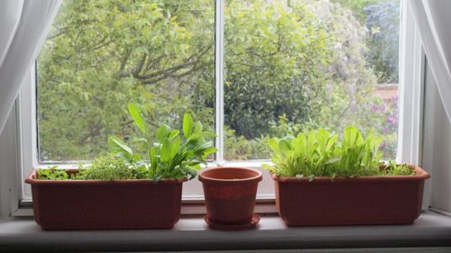 Ce salate poți cultiva pe balcon: De la baby spanac la rucola și valeriană / Cum le plantezi, când le uzi și când te poți bucura de prima recoltă