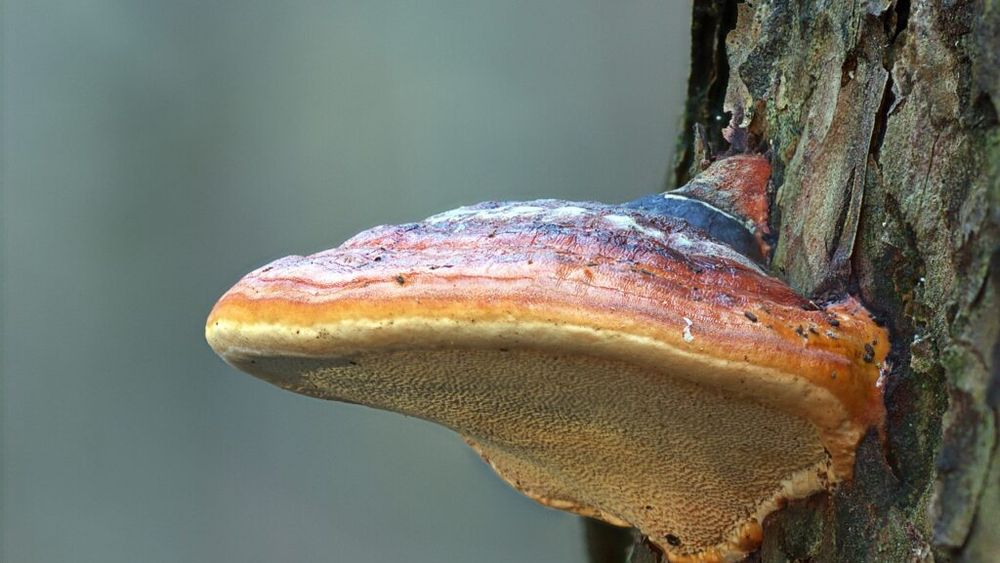 Reishi, numită ciuperca longevității. Puțin cunoscută în Occident este folosită de mii de ani în medicina tradițională asiatică pentru aproape toate afecțiunile