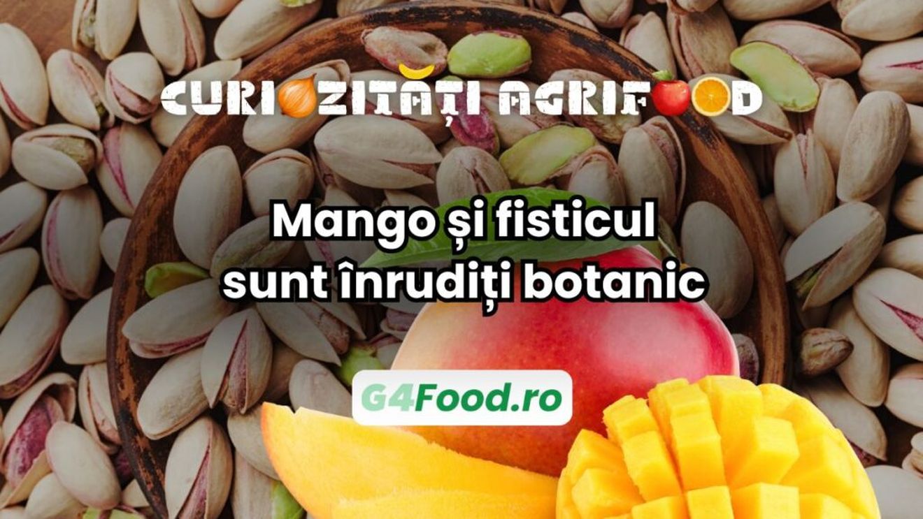 Curiozitate agri-food: Mango și fisticul sunt înrudiți botanic / Ambele fac parte din aceeași familie de plante, care include și anacardul (caju) și iedera otrăvitoare