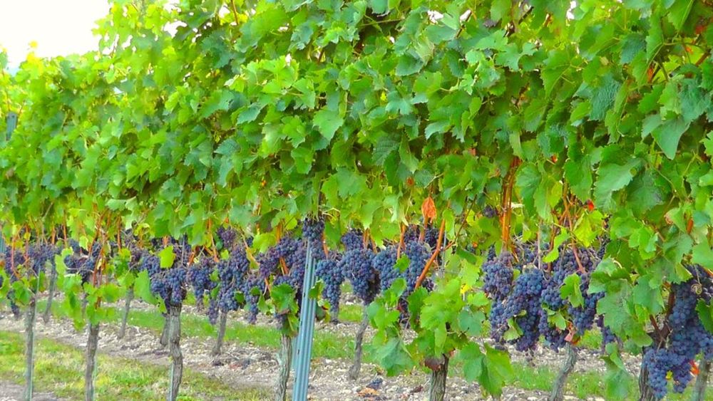Schimbările climatice au transformat un mic oraș japonez într-un nume de referință pentru iubitorii de Pinot Noir / Temperaturile mai blânde din ultimele două decenii i-au încurajat pe localnici să cultive acest soi delicat de struguri / Acum, însă, încălzirea globală ar putea distruge podgoriile