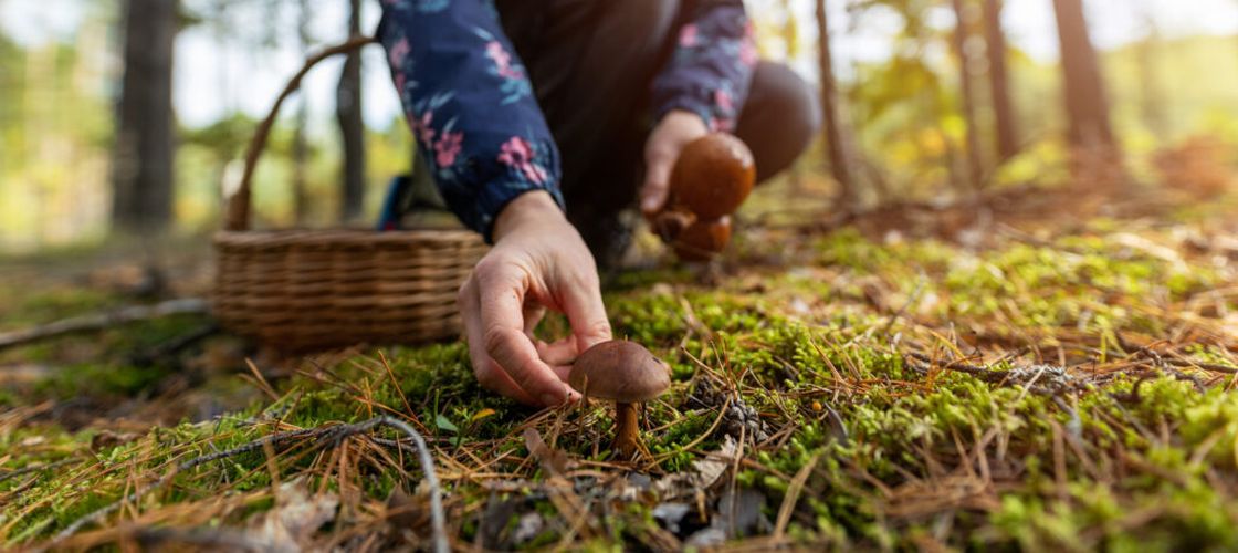 Ce trebuie să știi dacă mergi să culegi ciuperci din pădure / Regula esențială pe care trebuie să o respecte orice persoană care vrea să se bucure de hrană din natură / Greșelile pot deveni periculoase