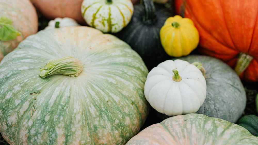 Festivalul dovleacului de la Kikinda deschide, în acest sfârşit de săptămână, frontiera culinară cu Serbia