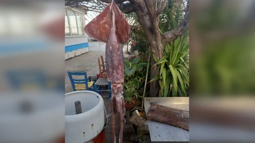 Captură rară: Calamar uriaș, de 15 kg, prins de proprietarul unei taverne / Cum este servită de obicei această delicatesă în Grecia