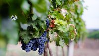 Recoltă de 24 de milioane de kilograme de struguri la Iași. Cotnari pregătește recoltarea 24 de ore din 24 și vrea să intre pe piața din India