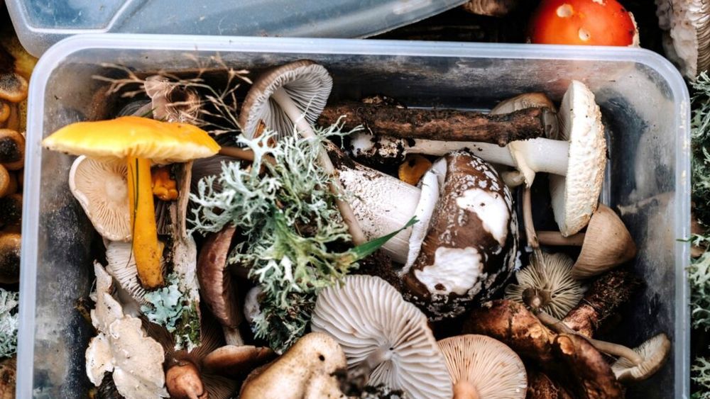 Și-a otrăvit familia cu ciuperci/ Femeia acuzată de crimă ar fi cântărit doza letală pe cântarul de bucătărie