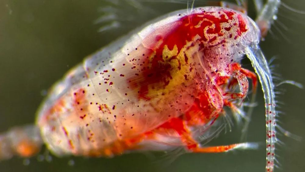 Viețuitoarele de care depinde temperatura planetei: Sunt folosite, de obicei, drept hrană pentru pești, dar, conform unui studiu, ajută la combatarea încălzirii globale / Cercetător: „Dacă această pompă biologică nu ar exista, nivelurile de CO2 din atmosferă ar fi aproximativ duble față de cele actuale”