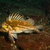 Un pește originar din Oceanul Pacific a ajuns în Marea Neagră. Exemplare de „Korean Rockfish” de peste 2,5 kilograme, capturate pe litoralul românesc