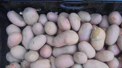 Măsura 21: cultivatorii de legume în câmp, sere și solarii, pomicultorii și cultivatorii de cartofi pot depune până la 23 octombrie actele necesare pentru încasarea sprijinului financiar; suma maximă: 5000 euro/beneficiar