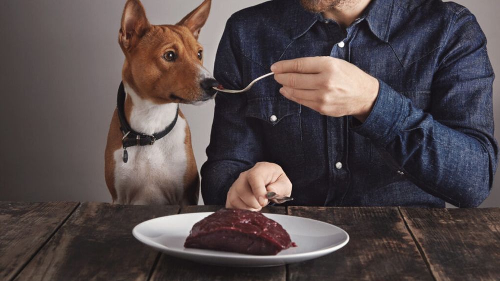 Riscurile dietei cu carne crudă la câini: Ce spun specialiștii