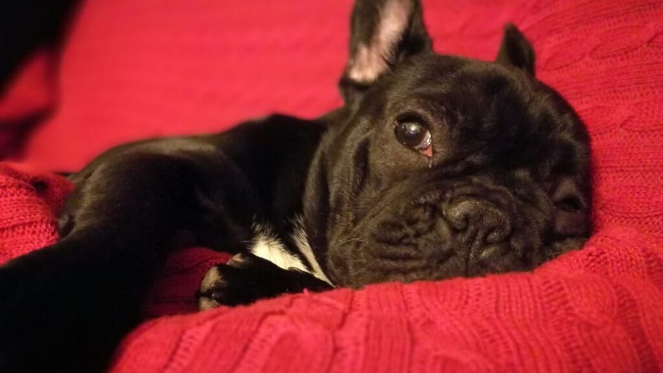 Mâncarea cu proteină hidrolizată - o șansă pentru animalele cu probleme digestive și alergii. Ce trebuie să faci dacă observi că prietenul tău necuvântător suferă