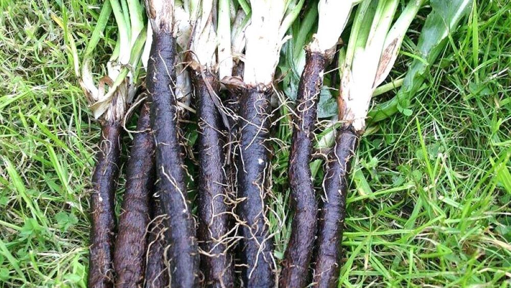 Ai auzit de scorțonera sau „barba caprei”? Este o veche rădăcină comestibilă redescoperită, cu gust ușor amărui dar interesant și numeroase proprietăți